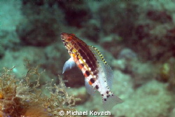 Lantern Bass on the Big Coral Knoll off the beach in Fort... by Michael Kovach 